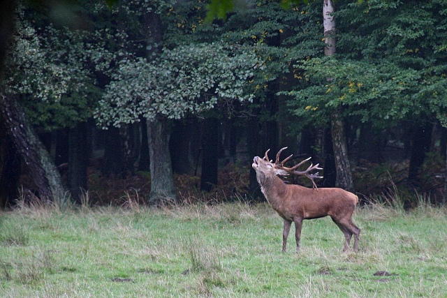 Rotwild Brunft