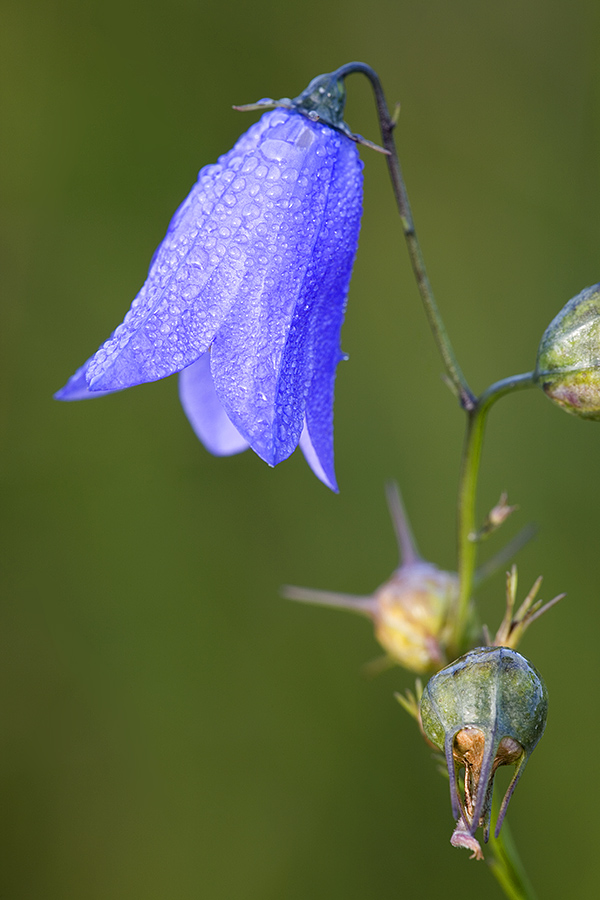 Rundblättrige Glockenblumen