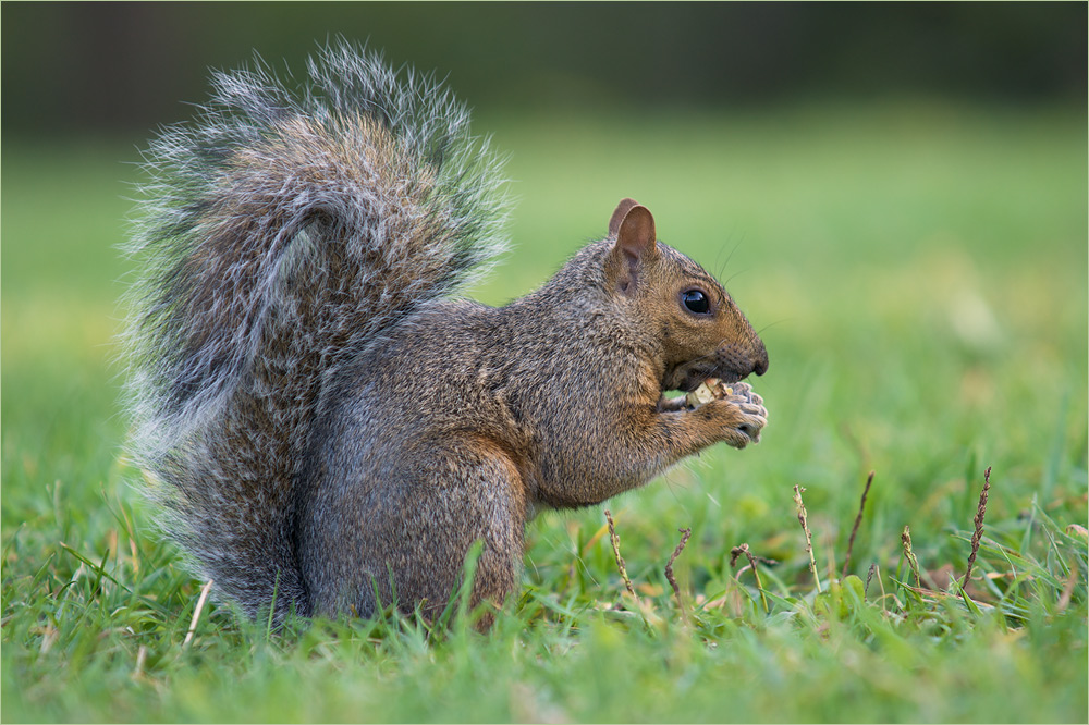 North American Grey Squirrel