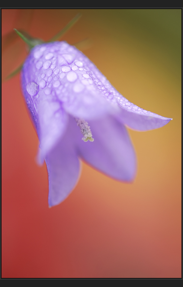 Glockenblume