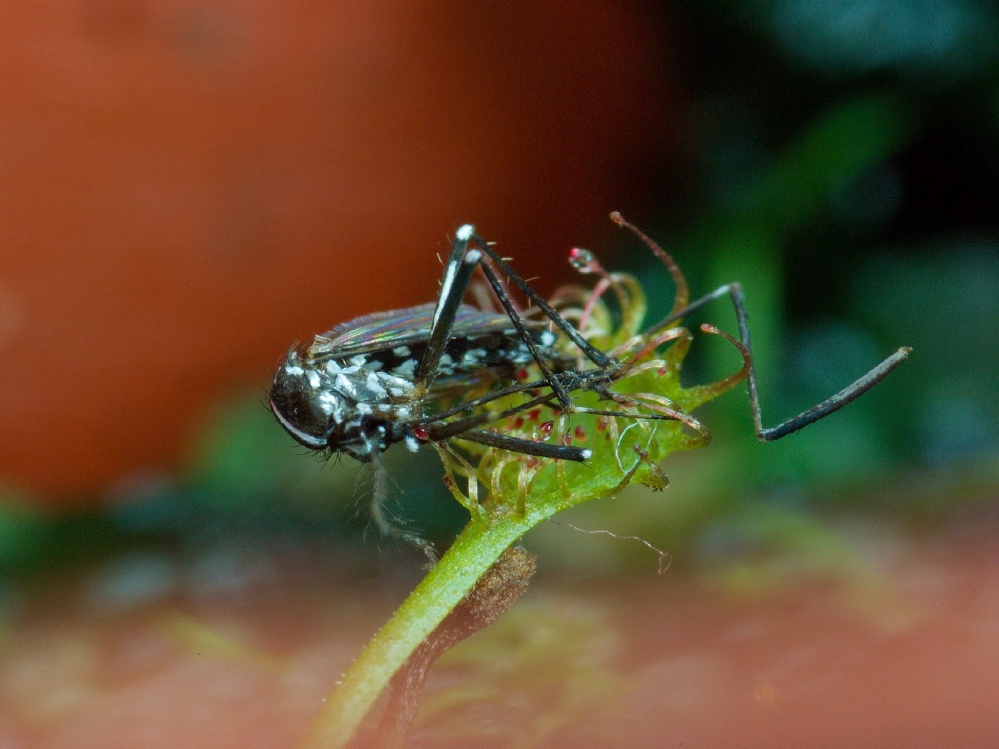 Tigermücke auf Zwergsonnentau