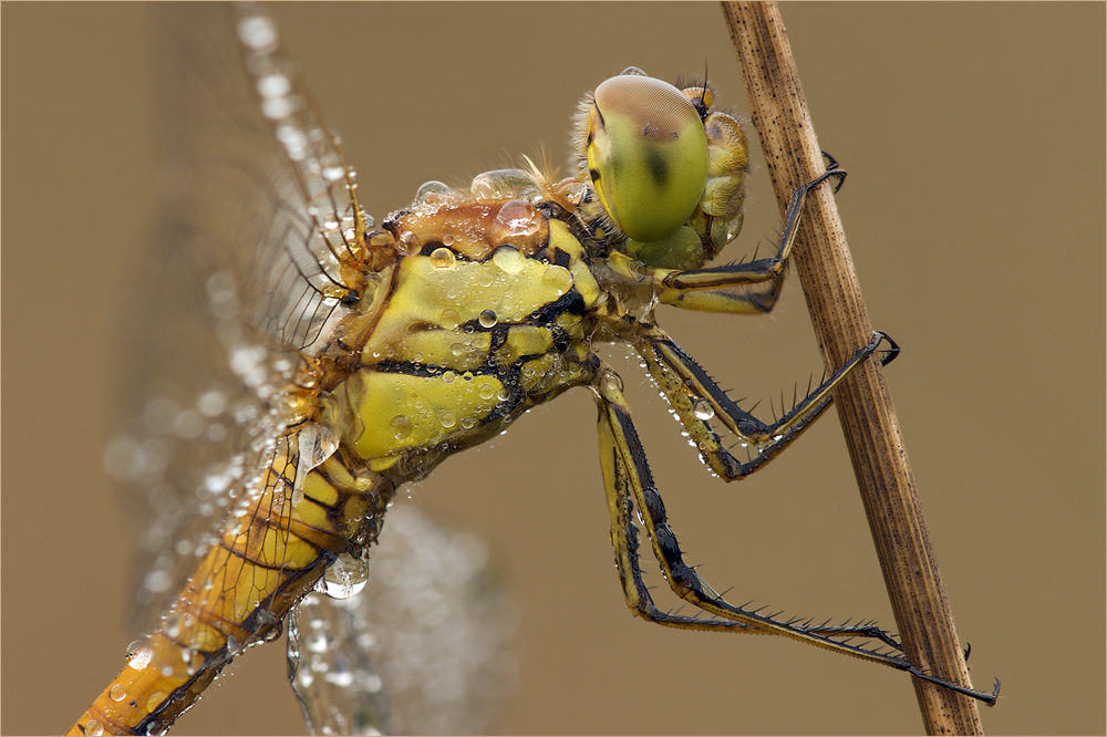 Grosse Heidelibelle (Sympetrum striolatum)