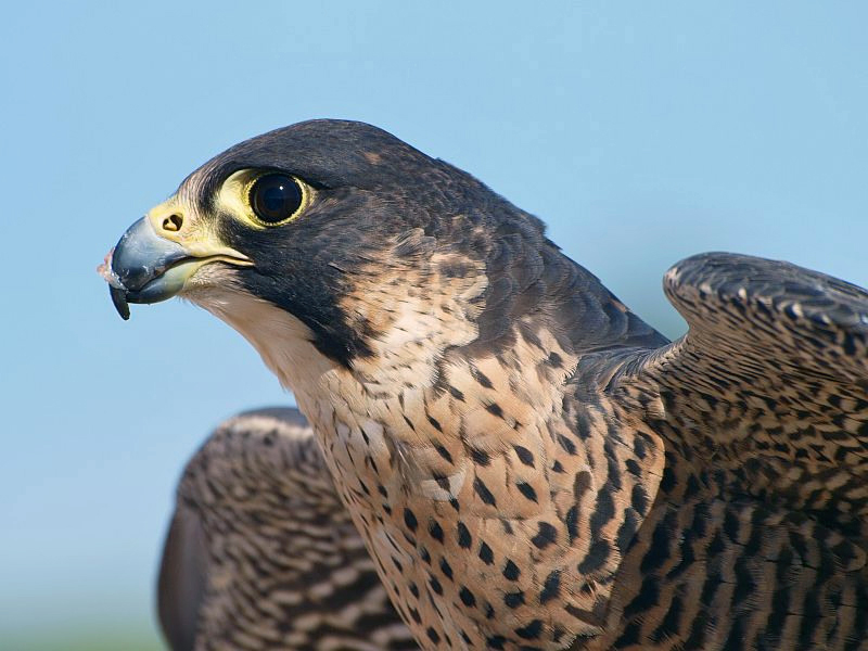 Letzter Wanderfalke...(Falco Peregrinus)