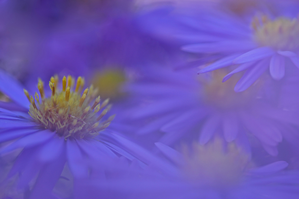 Blumenmeer