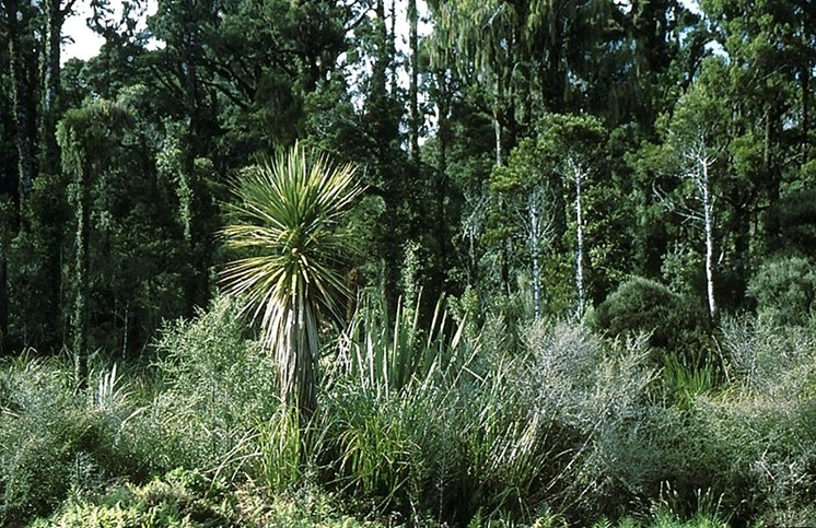 Westküstenwald