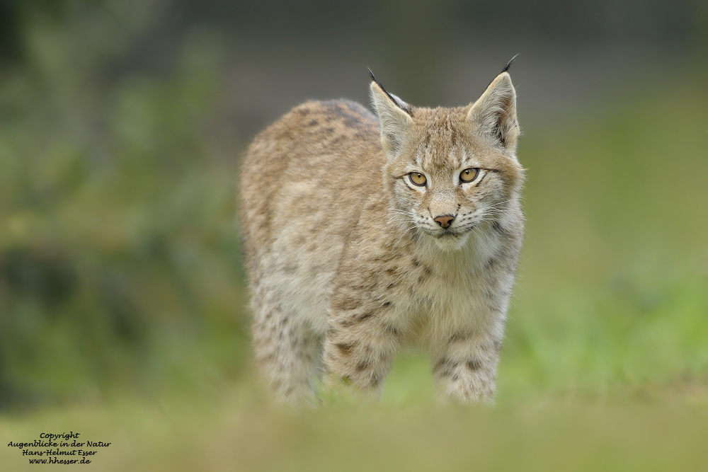 Luchs (Lynx lynx)