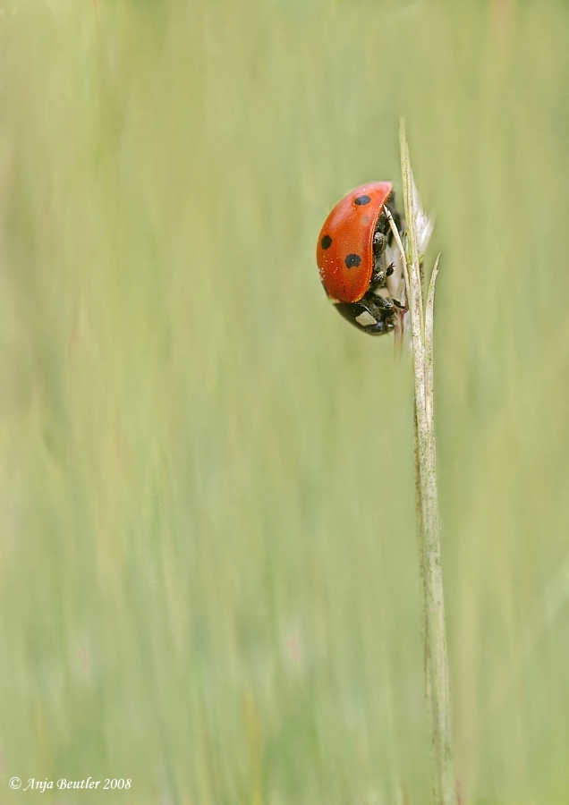 Rot lackiert mit schwarzen Punkten…