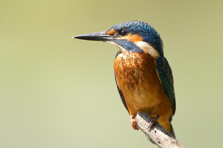 Eisvogel