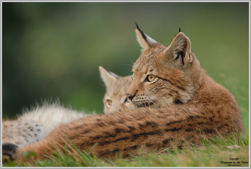 Luchs (Lynx lynx)