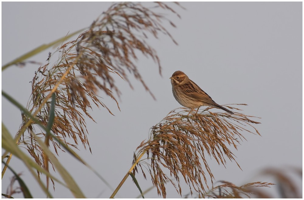 Rohrammer  (Emberiza schoeniclus)