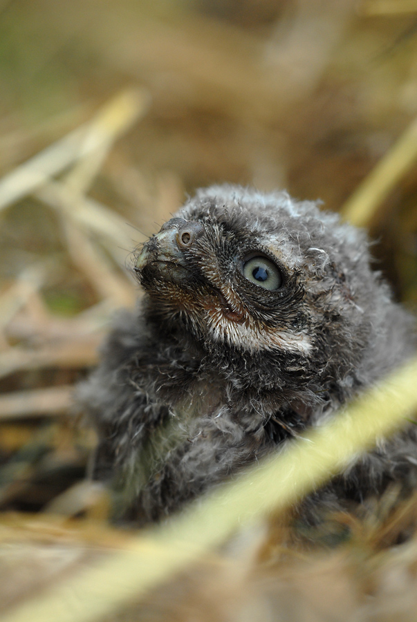 Athene noctua