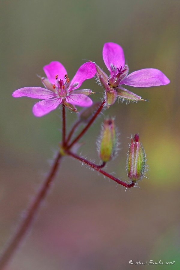 Reiherschnabel  (Erodium cicutarium)