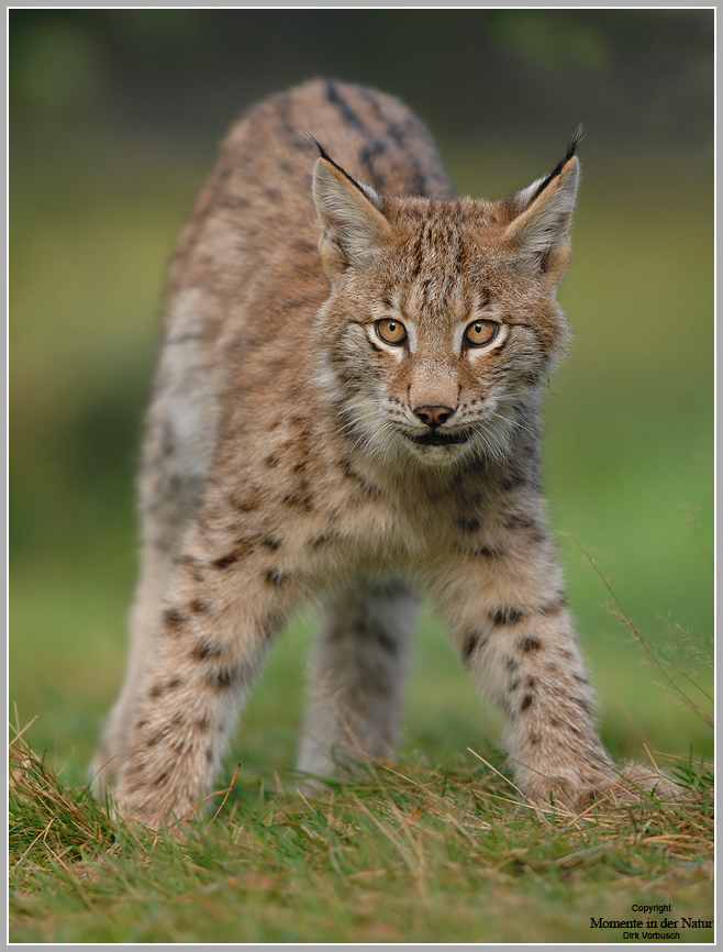 Luchs (Lynx lynx)