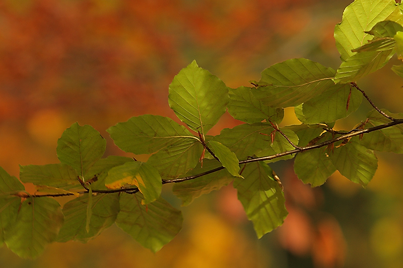 Herbstlaub