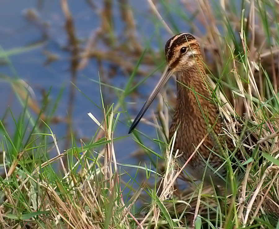 Bekassine (Gallinago Gallinago)