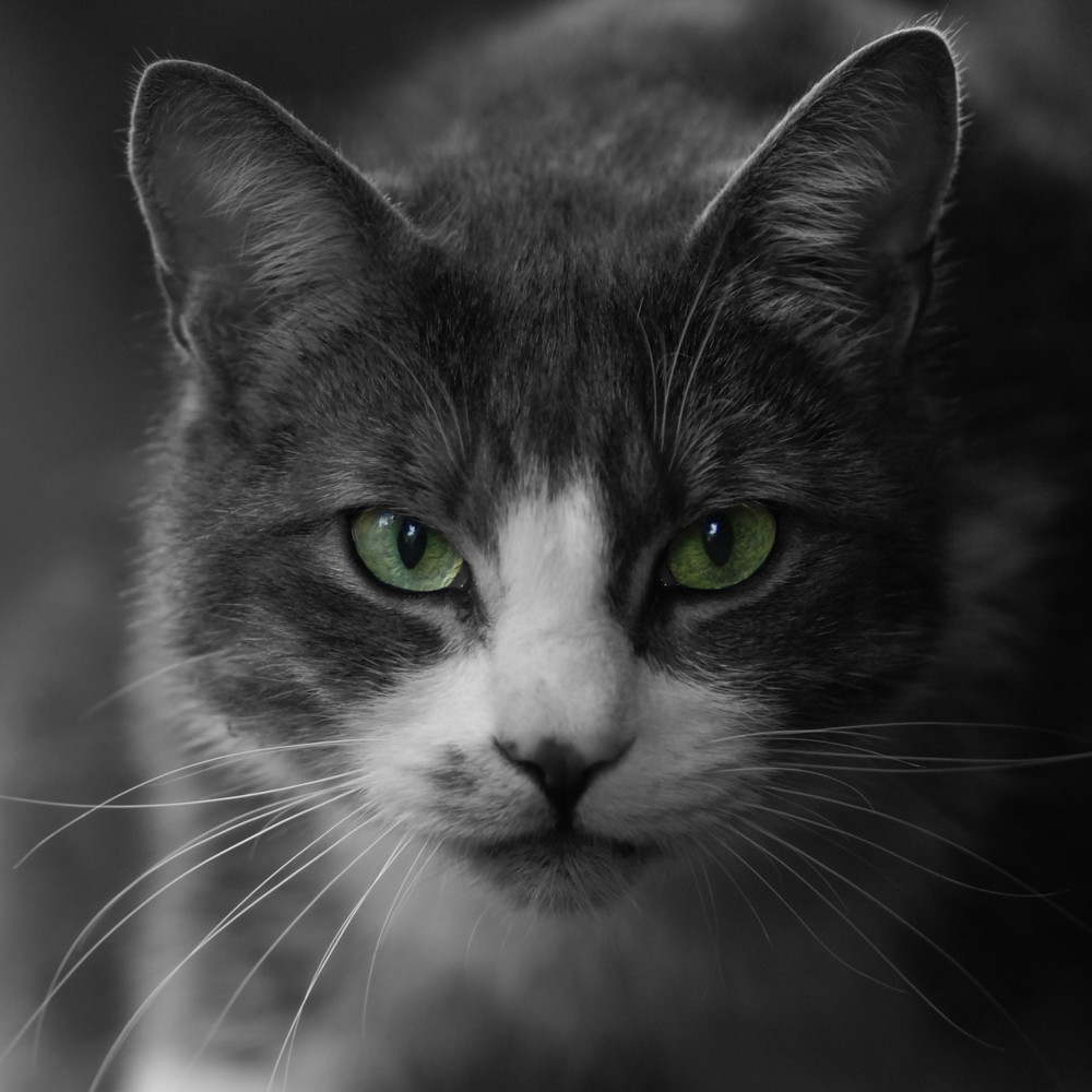 Wildkatze...