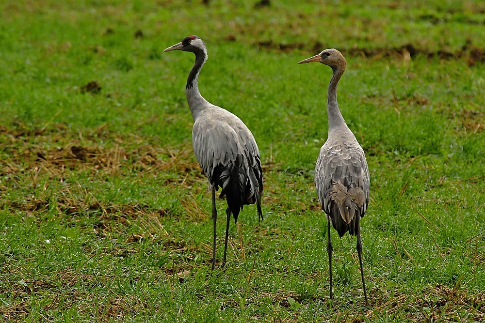 Altvogel und Jungtier