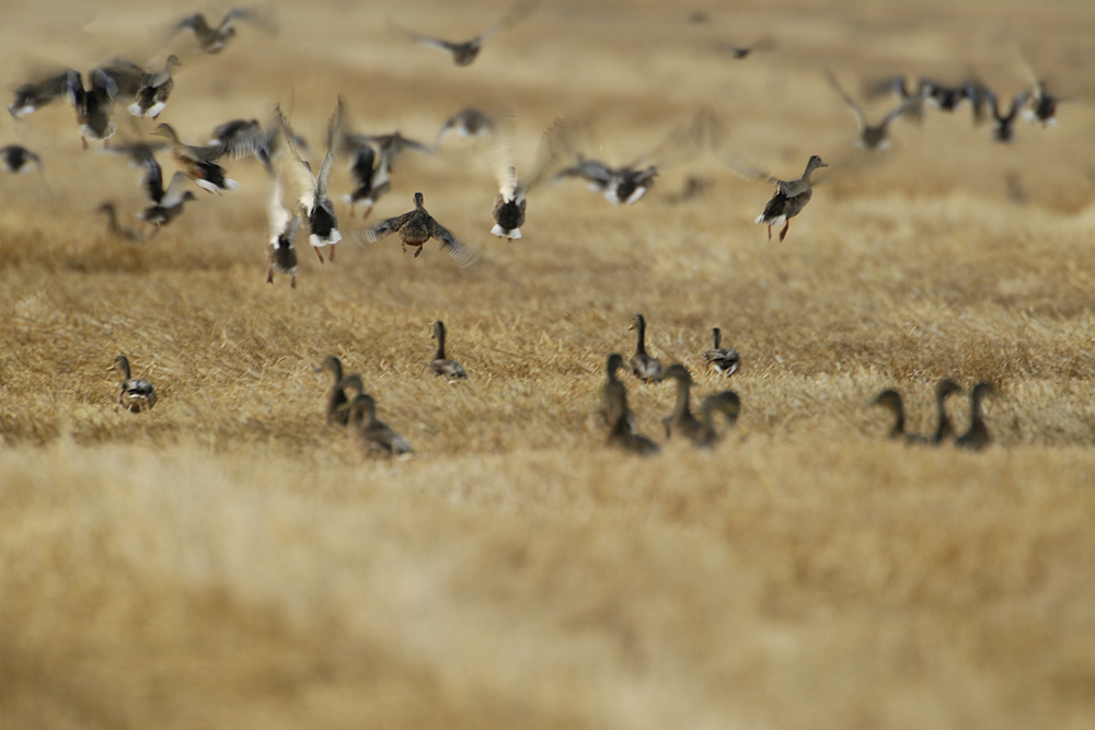 Chaos im Kornfeld