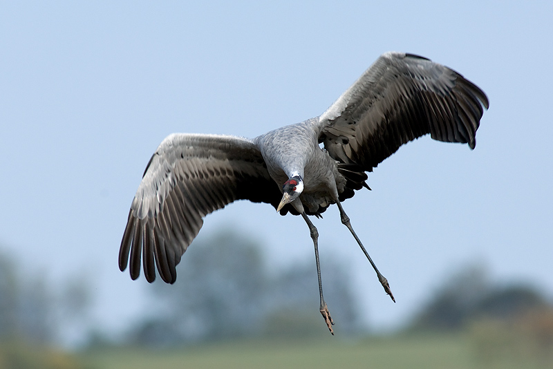 Kranich im Landeanflug