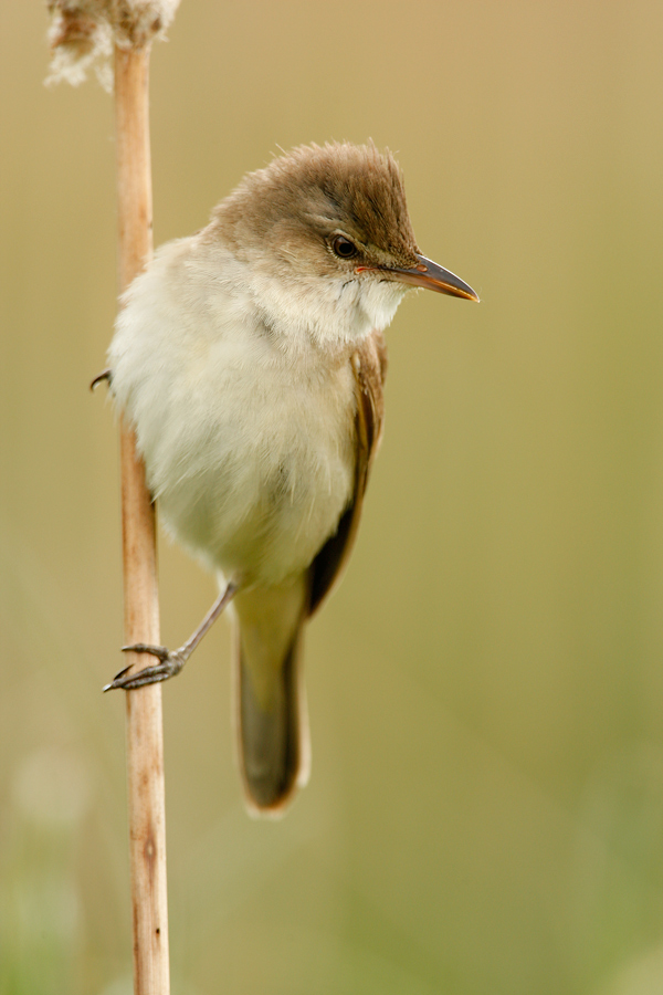 Drosselrohrsänger (Acrocephalus arundinaceus)