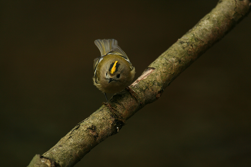 Wintergoldhähnchen