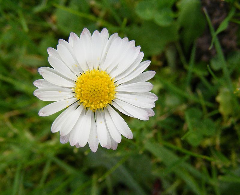 Gänseblümchen