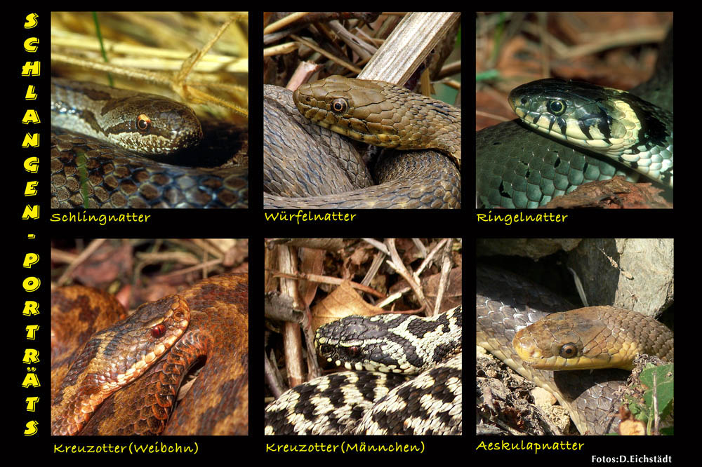 Heimische Schlangen (Forum für Naturfotografen)