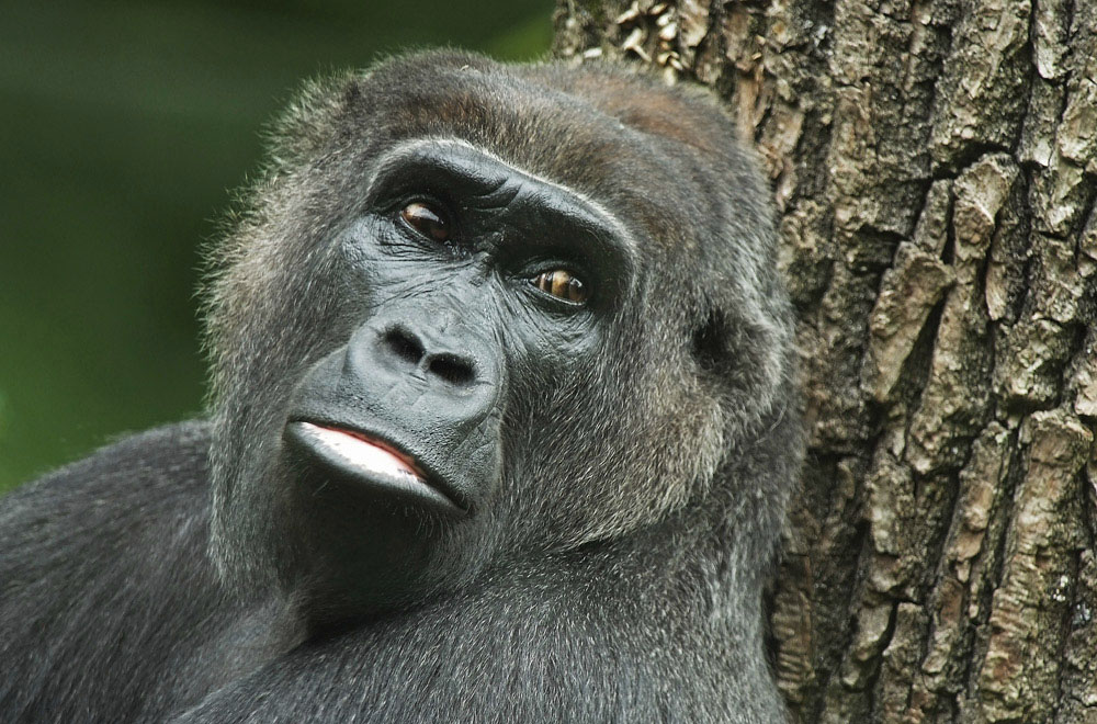 Gorilla