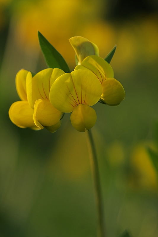 Lotus corniculatus