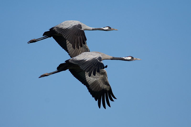 Synchronflug