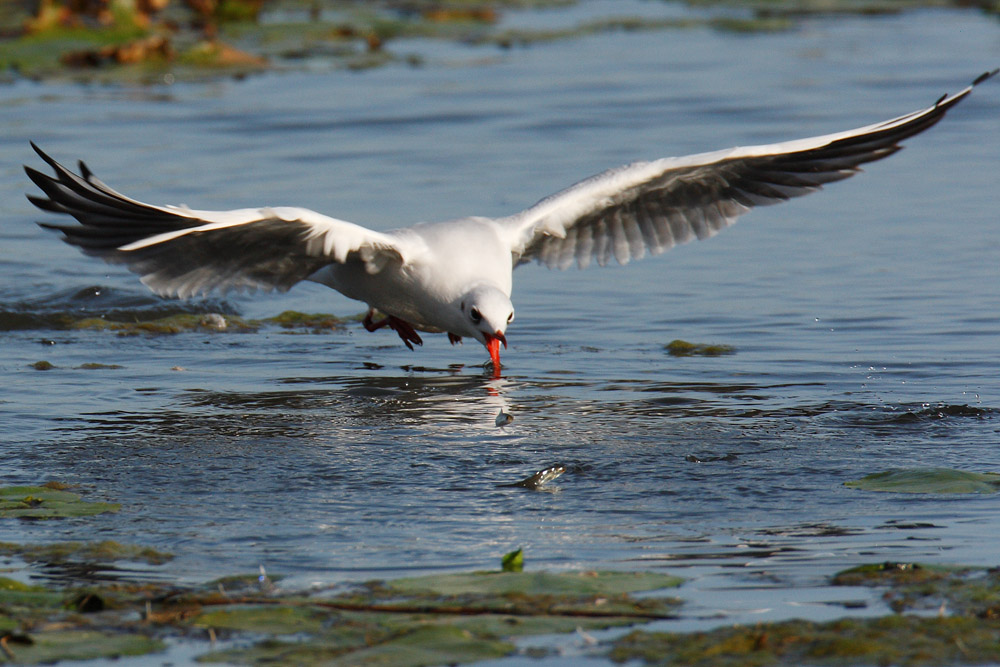 Lachmöwe beim Fischen (Forum für Naturfotografen)