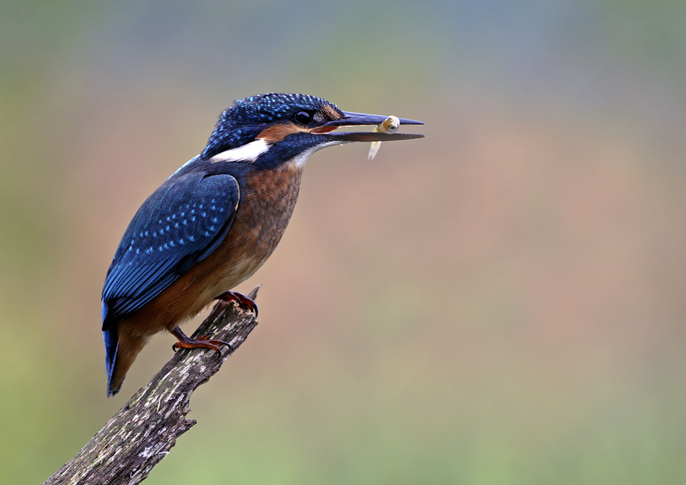 Eisvogel