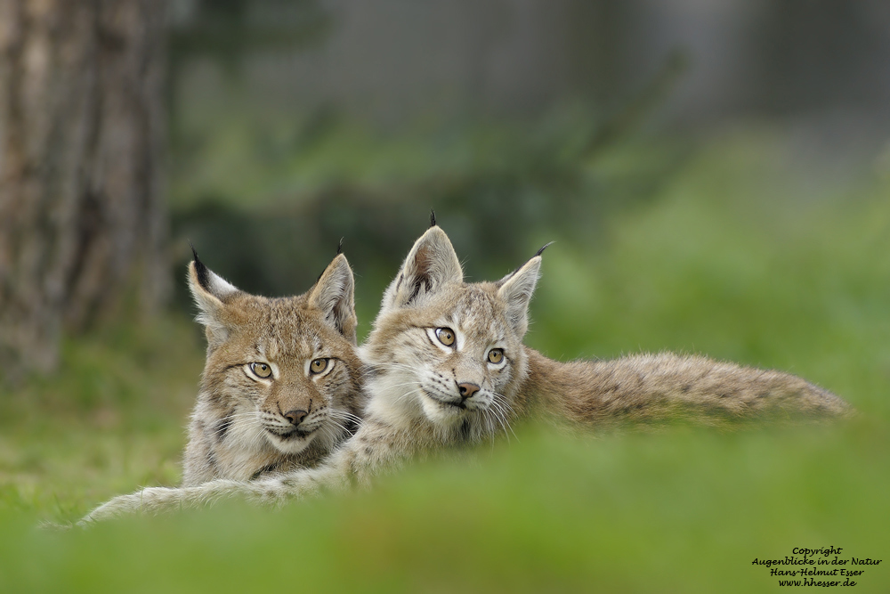 Luchs (Lynx lynx)