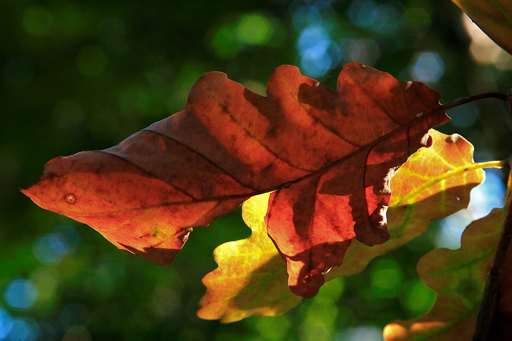 Farbe im Blatt