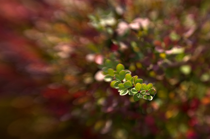 Berberis