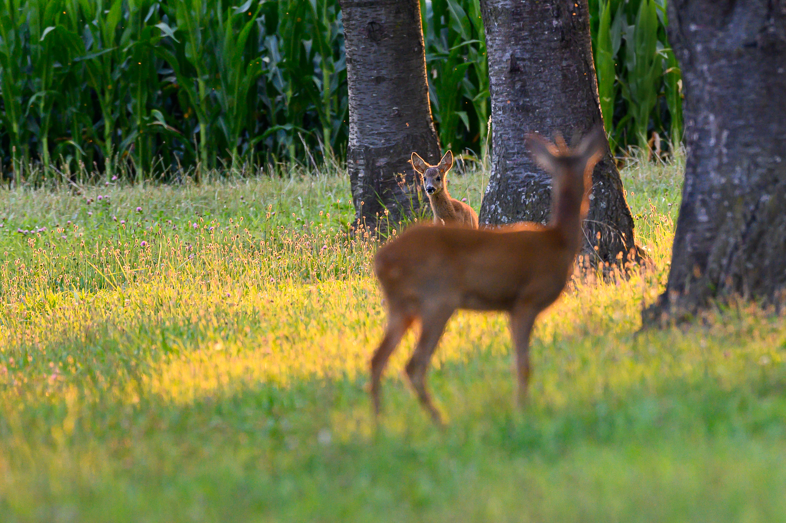 Viel los auf der Wiese