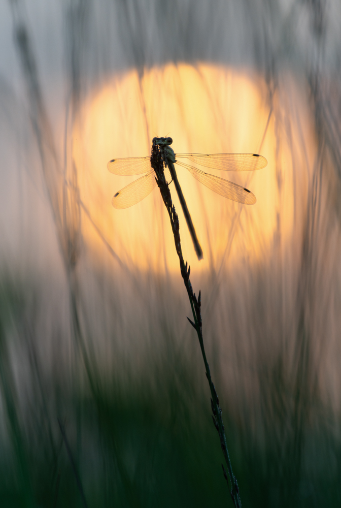 ___im Morgenlicht__________