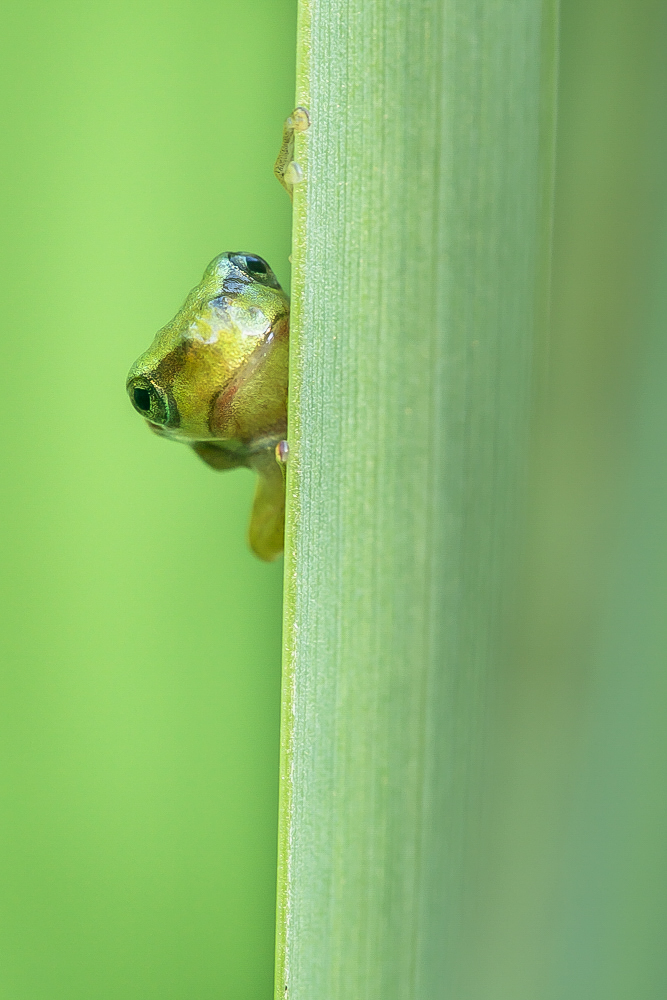 "Moinsen" (Forum für Naturfotografen)