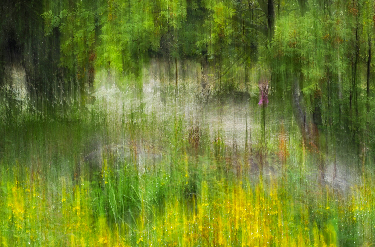 Taunasser Wald mit Blumen