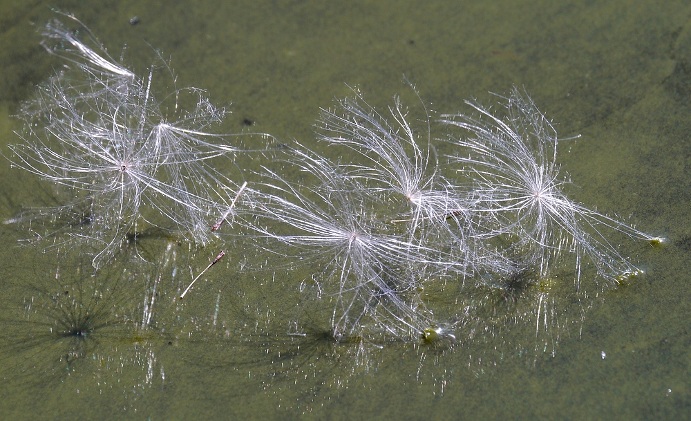 Schwimmende Flugsamen