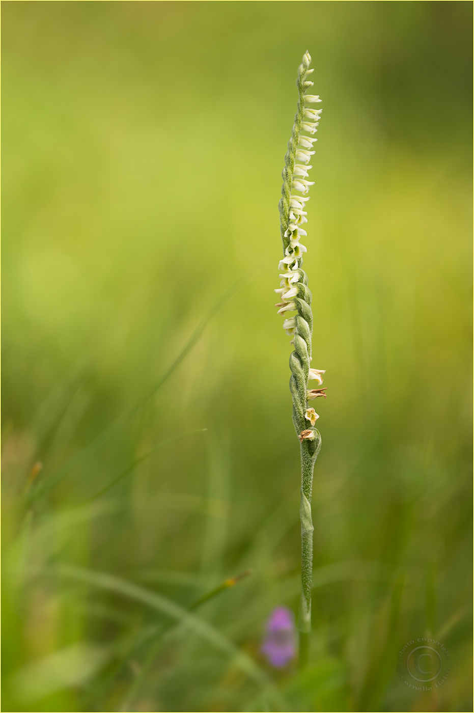 Herbst-Wendelähre (Spiranthes spiralis)