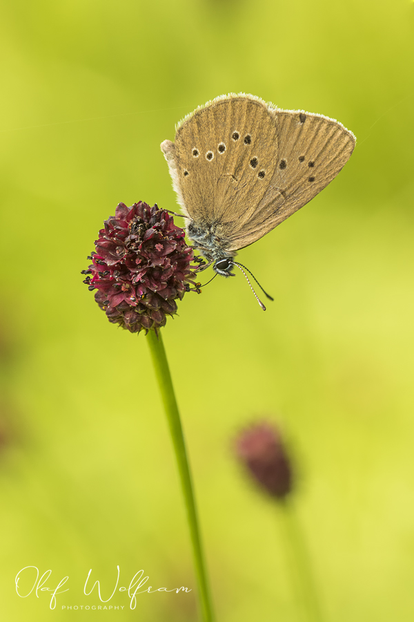 Dunkler Wiesenknopf-Ameisenbläuling (Phengaris nausithous)