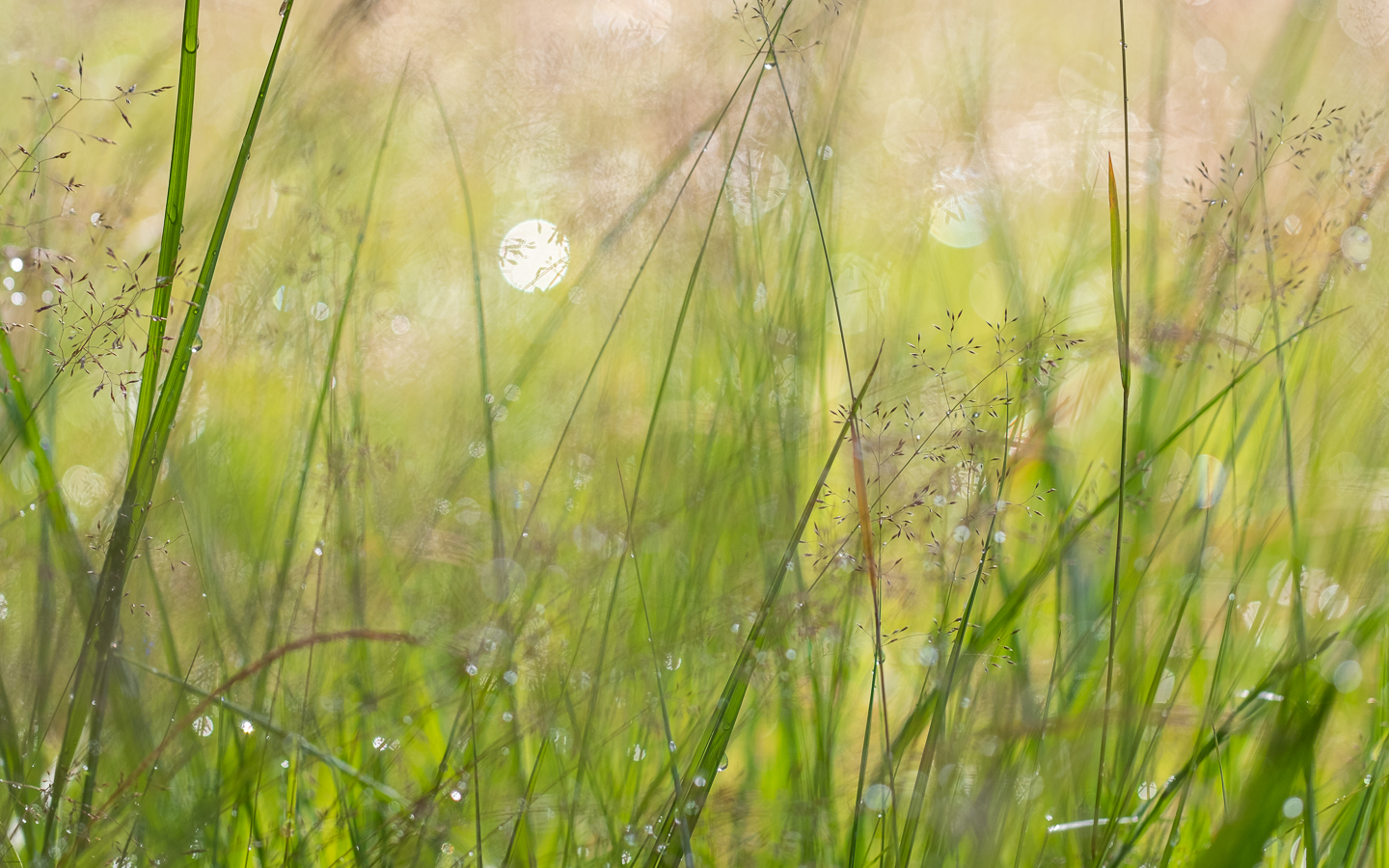 Kleine Wiesenimpression