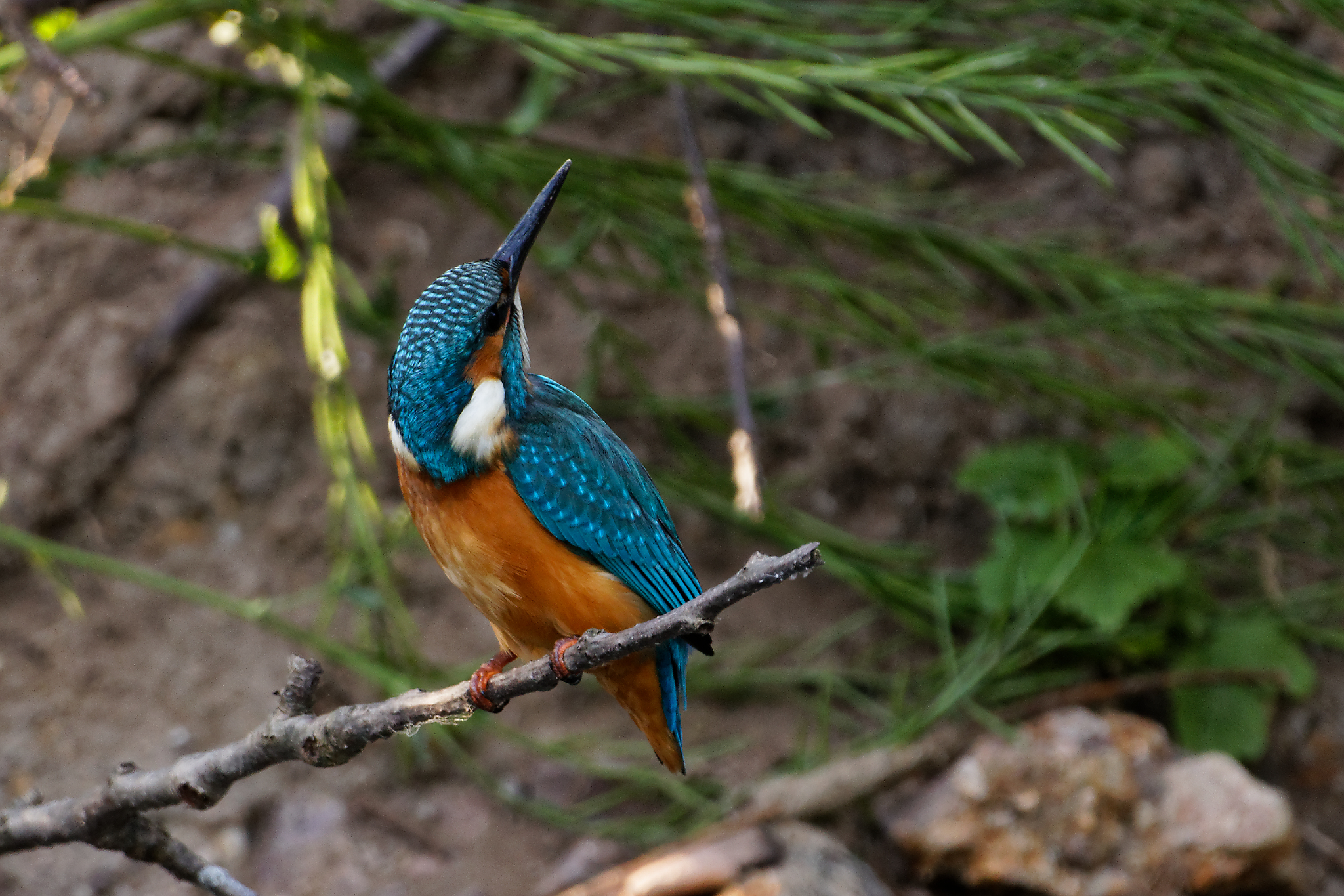 Eisvogel  _mit Aszendent Wendehals :-)