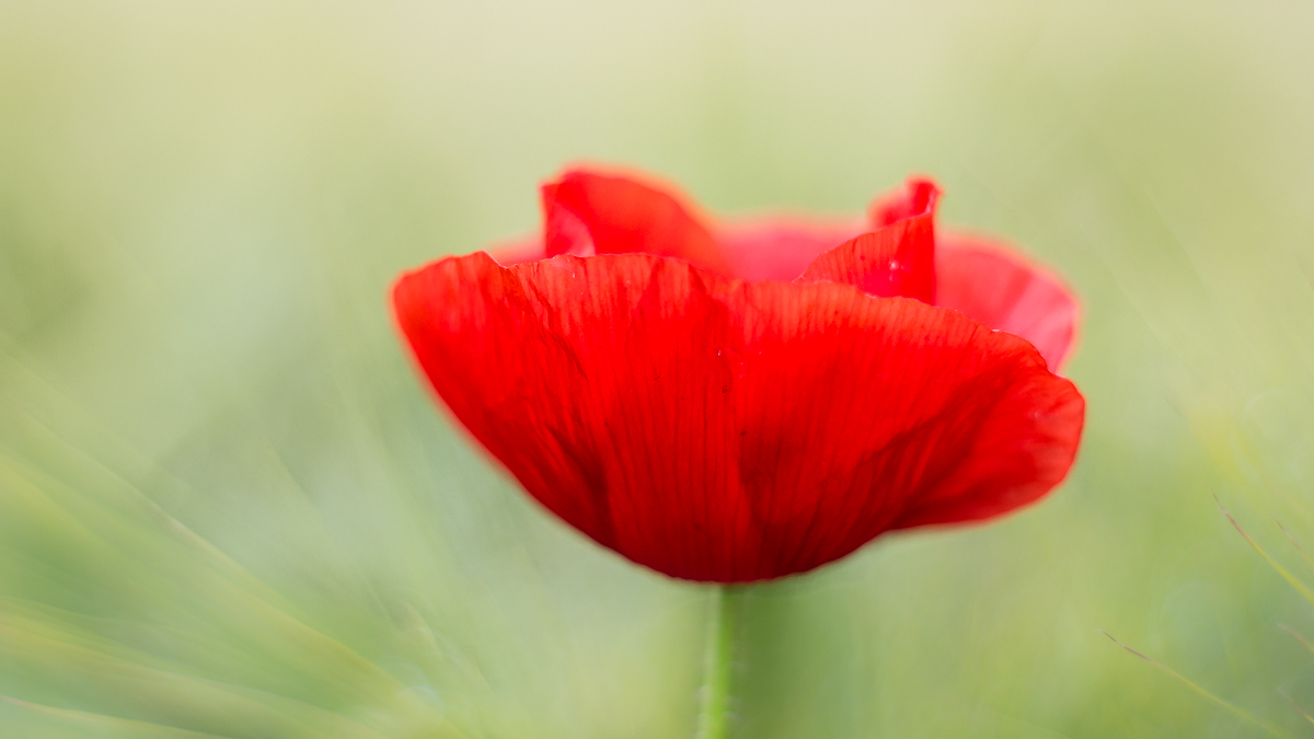 Mohnblüte .......