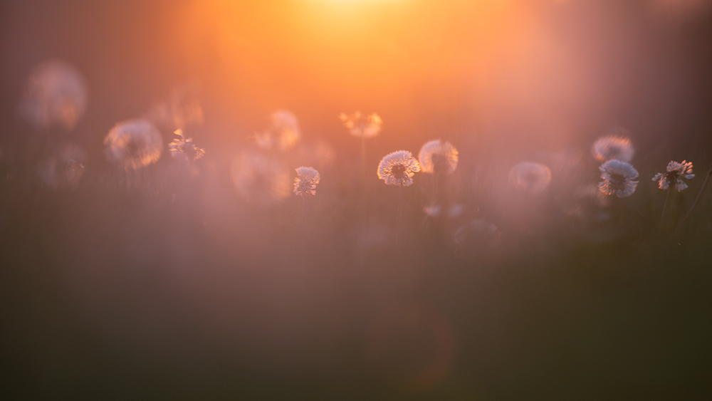in der Pusteblumenwiese