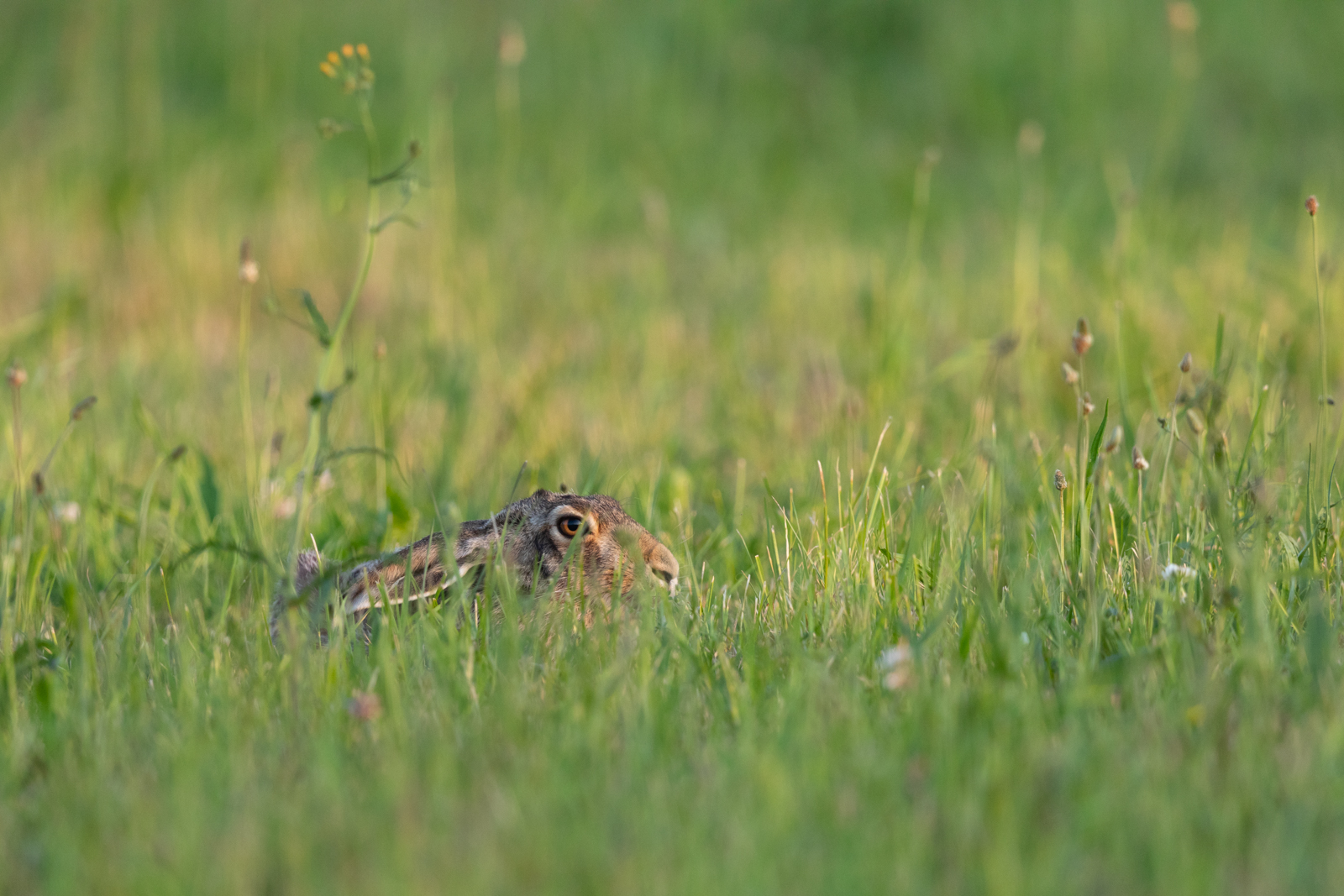 Versteckt...
