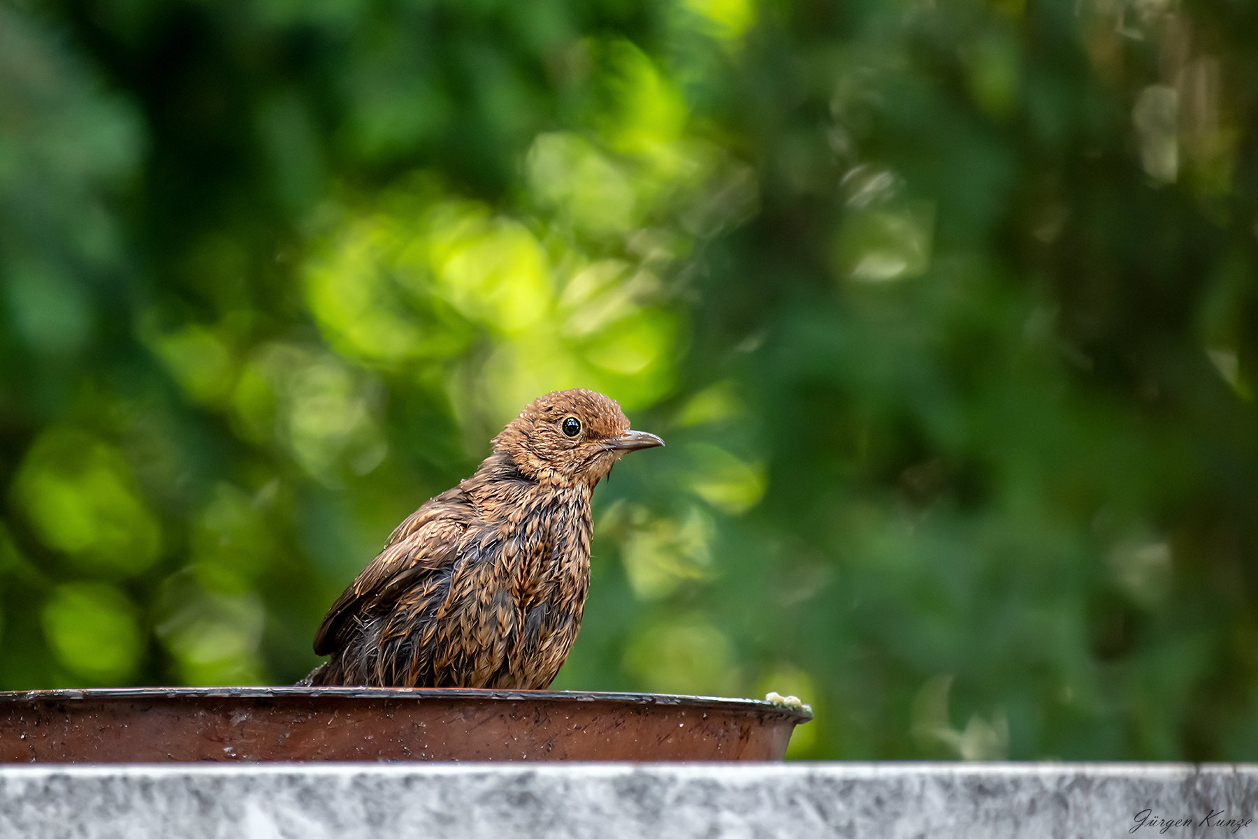 Eine Vogeltränke