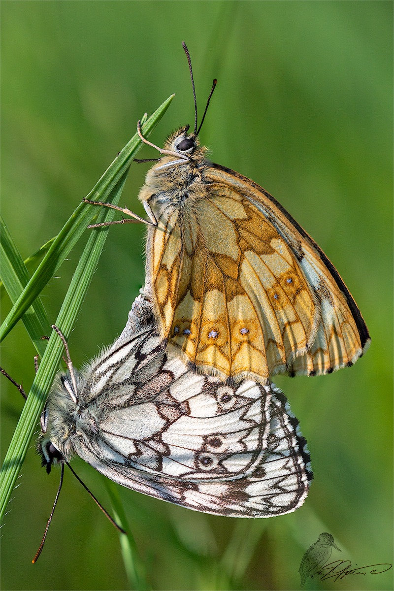 Schachbrettfalter