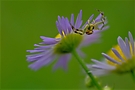 Krabbenspinne